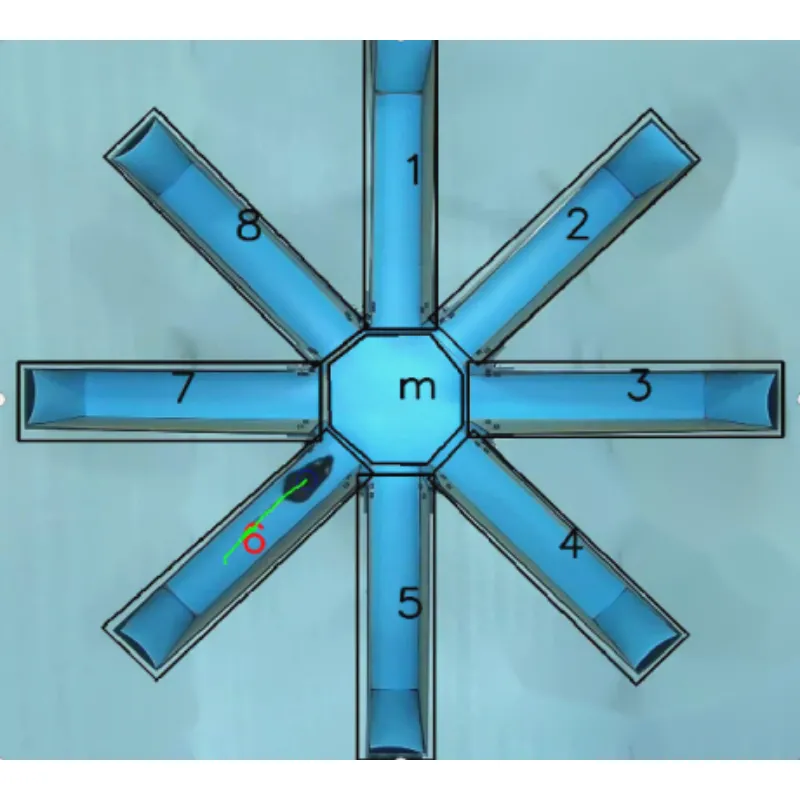 เขาวงกตแขนเรเดียล